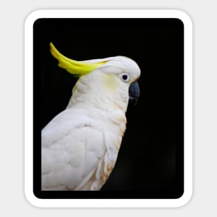 The Cockatoo Sticker